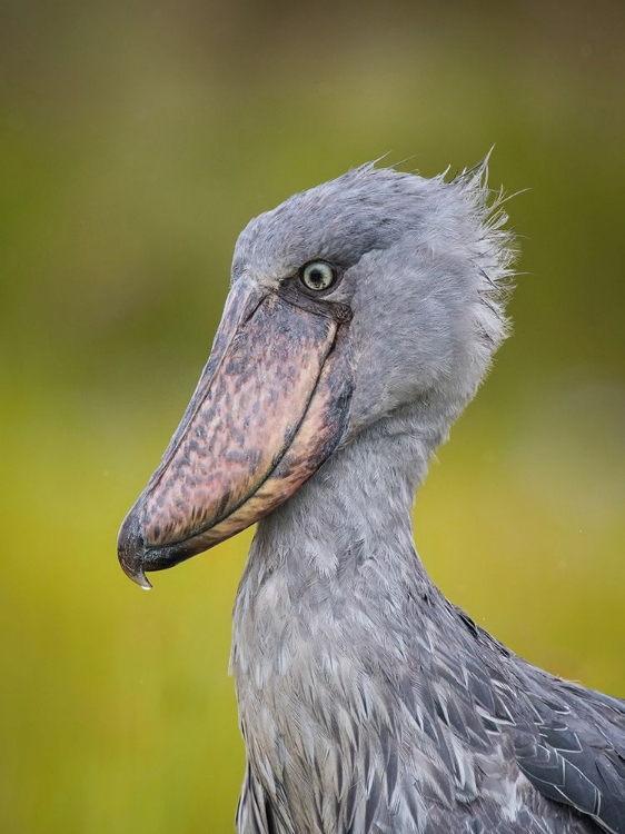 Picture of THE SHOEBILL