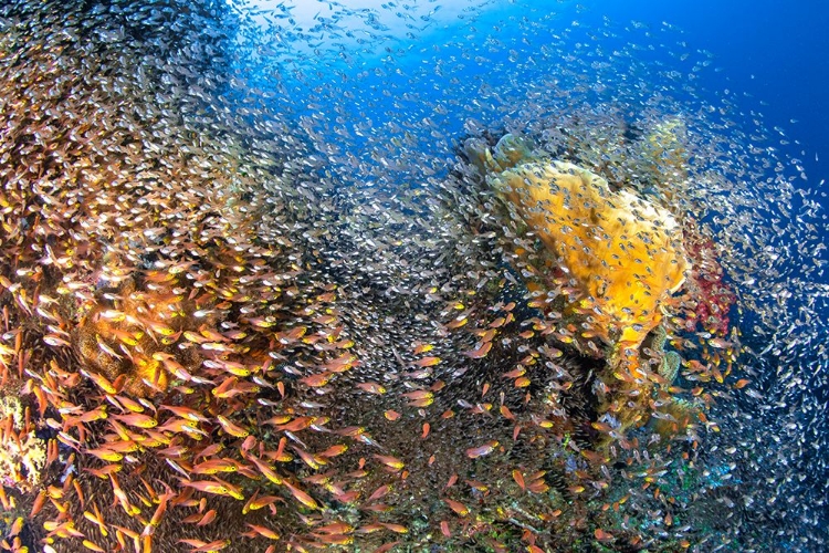 Picture of UNDERWATER LIFE