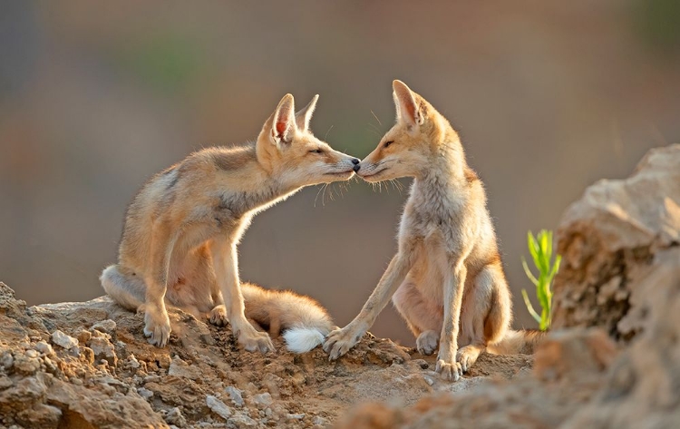 Picture of FOXES