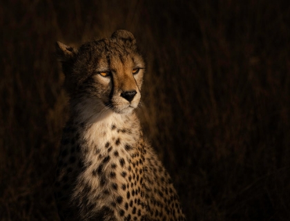 Picture of THE PORTRAIT OF A CHEETAH