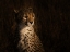 Picture of THE PORTRAIT OF A CHEETAH