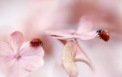 Picture of LADYBIRDS WITH PINK HYDRANGEA