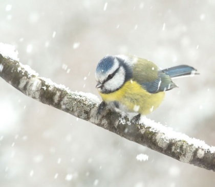 Picture of BLUE TIT IN A SNOWSTORM