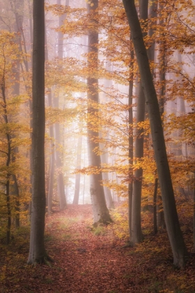 Picture of AUTUMN WOODLAND IN FOG