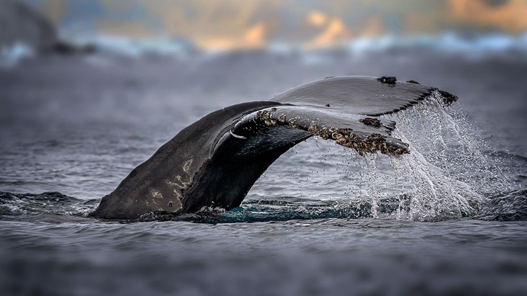 Picture of HUMPBACK WHALE