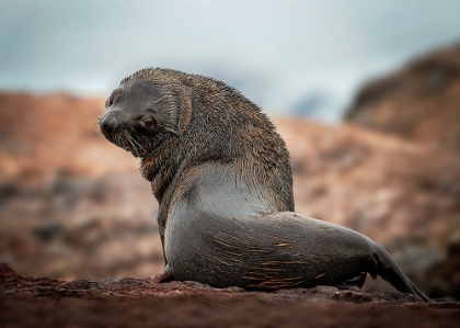 Picture of A LONELY SEAL