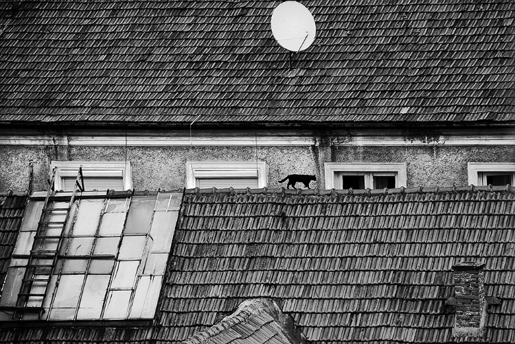 Picture of ROOF CAT