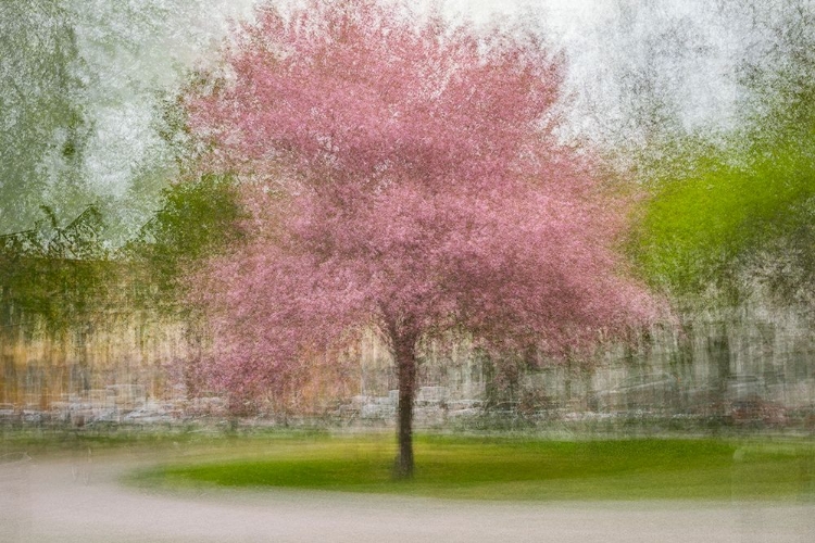 Picture of JAPANESE CHERRY TREE IN ESKILS PARK