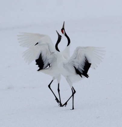 Picture of DANCING IN THE SNOW.