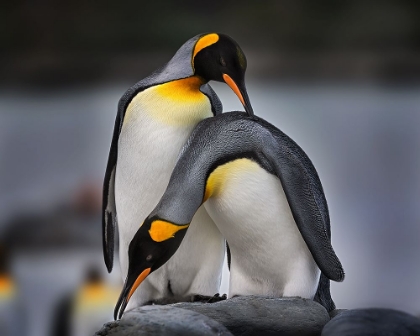 Picture of LOVE STORY OF KING PENGUINS