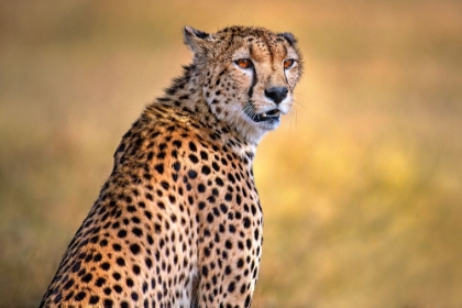 Picture of CHEETAH PORTRAIT