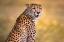 Picture of CHEETAH PORTRAIT