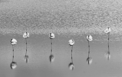 Picture of SLEEPING FLAMINGOS