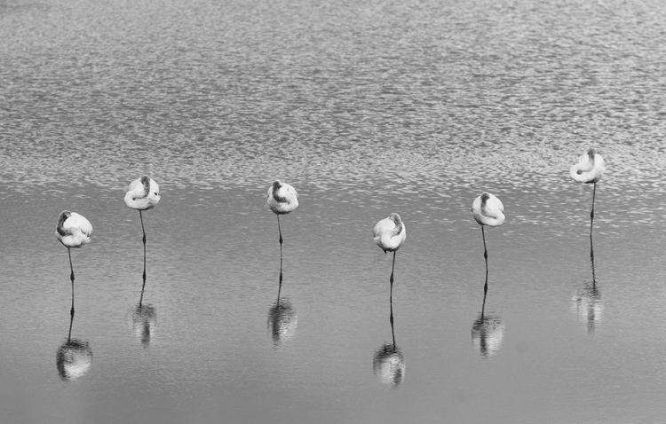 Picture of SLEEPING FLAMINGOS