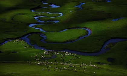 Picture of HERD AND LIGHT