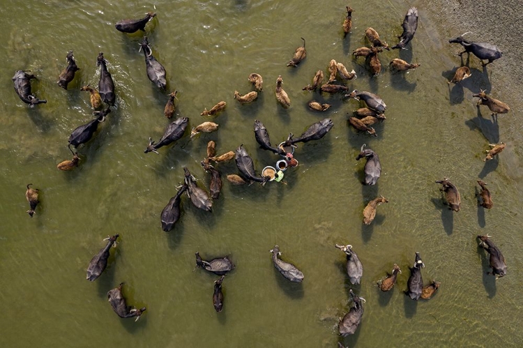 Picture of CATTLE BATH IN RIVER