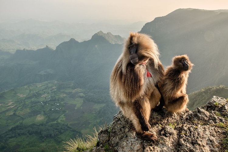 Picture of COUPLE ON THE EDGE