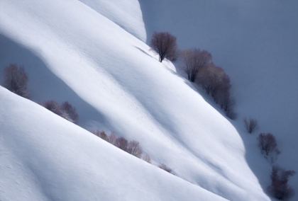 Picture of TREES AND PURE SNOW