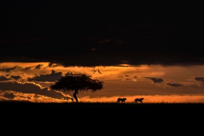 Picture of CHEETAHS AT DAWN