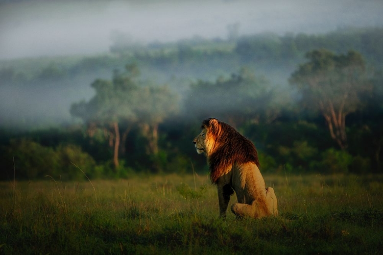 Picture of OLD LION