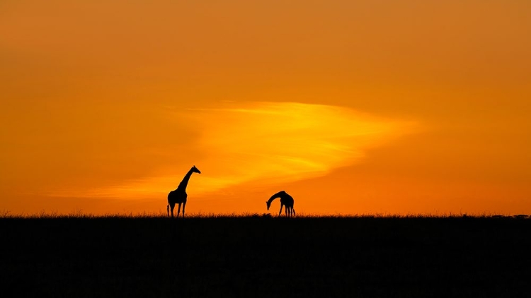 Picture of GIRAFFES