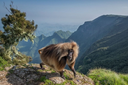 Picture of LION MONKEY