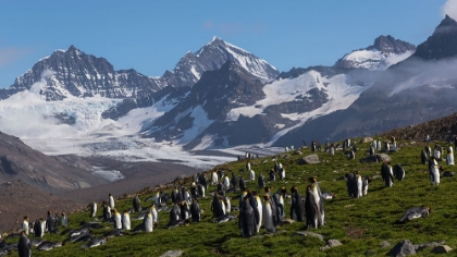 Picture of THE EDEN OF PENGUINS