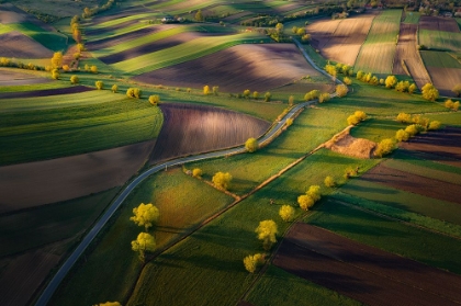 Picture of FIELDS