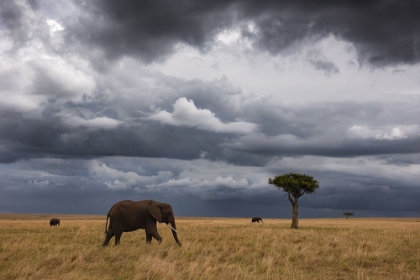 Picture of AFRICAN SKY