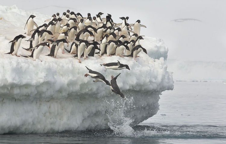 Picture of PENGUINS JUMPING