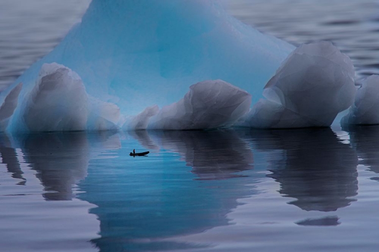 Picture of PETALS OF ICE