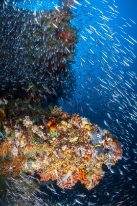 Picture of CORAL REEF UNDER THE SUN OF RAJA AMPAT.