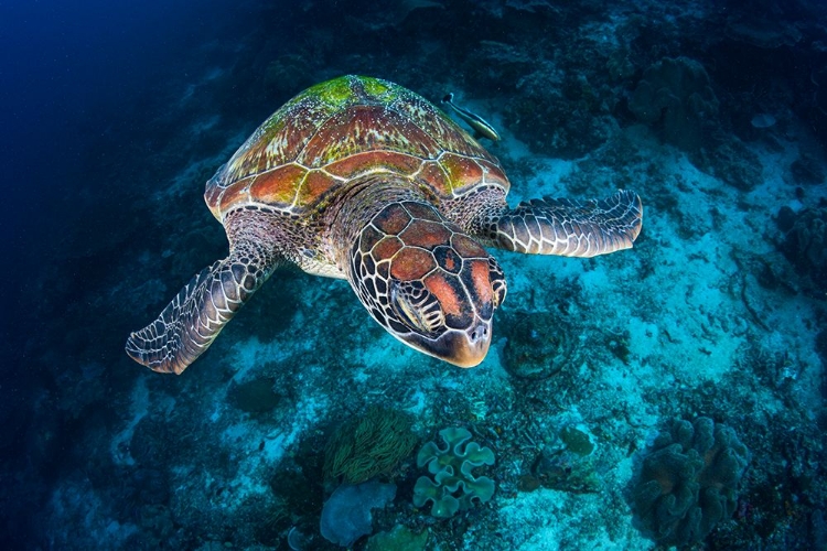 Picture of GREEN TURTLE FROM SAUWANDAREK