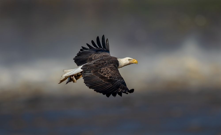 Picture of BALD EAGLE FLYING