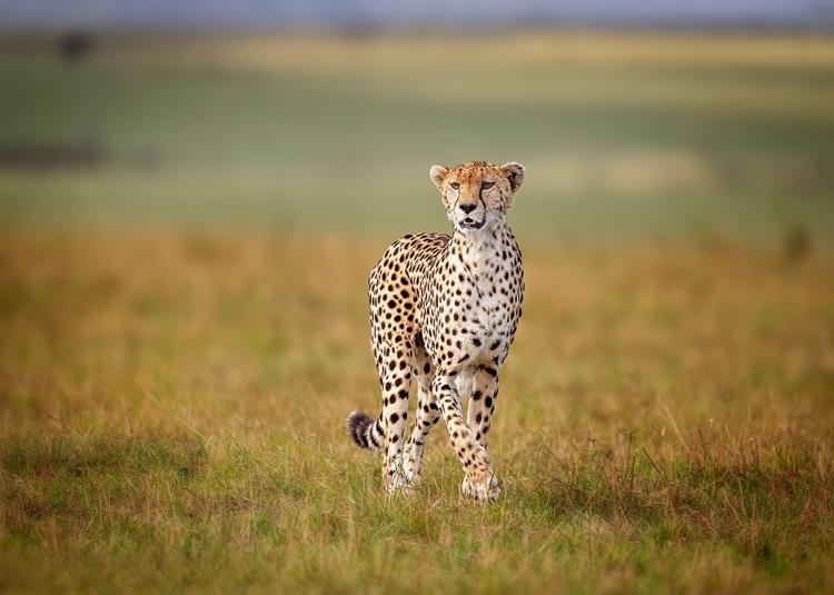 Picture of A CRUISING CHEETAH