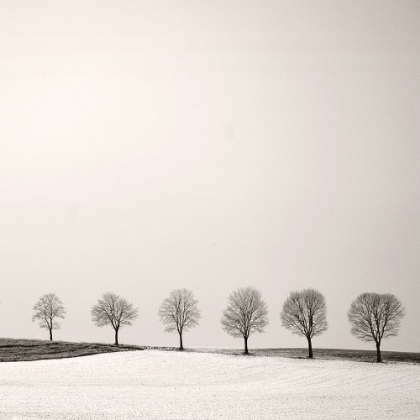 Picture of TREE LINE