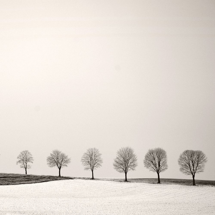 Picture of TREE LINE