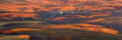 Picture of GOLDEN PALOUSE