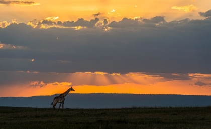 Picture of GIRAFFE AT SUNSET