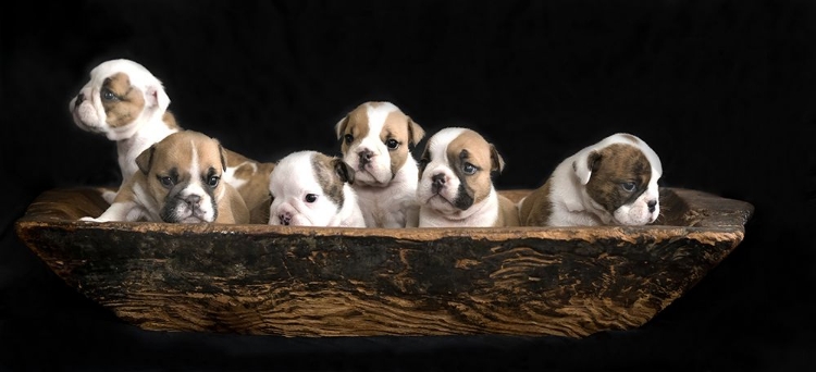 Picture of A BUNCH OF ENGLISH BULLDOG PUPPIES.