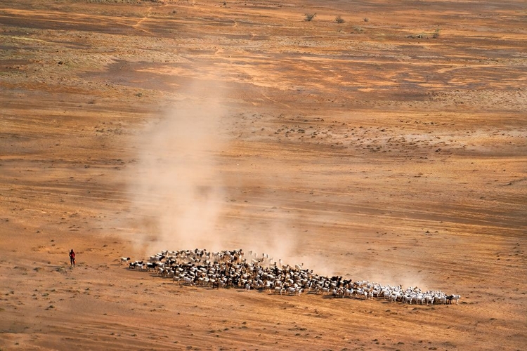 Picture of MASAI SHEPHERD