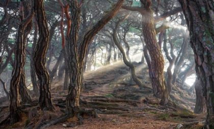 Picture of SACRED PINE FOREST