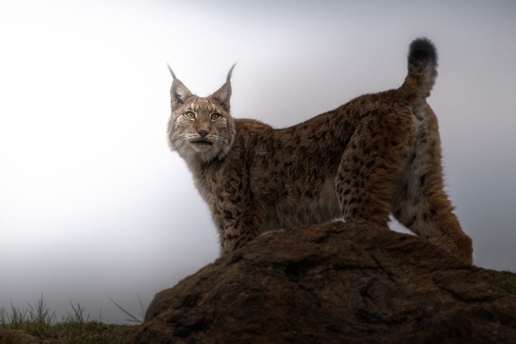 Picture of LYNX IN THE MIST.