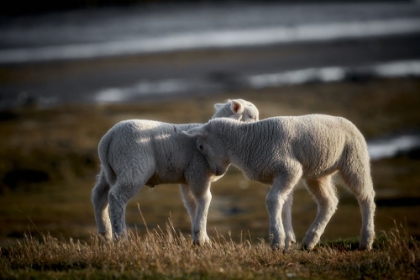 Picture of LAMB FRIENDS