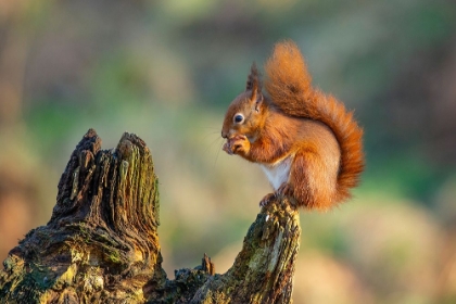 Picture of RED SQUIRREL