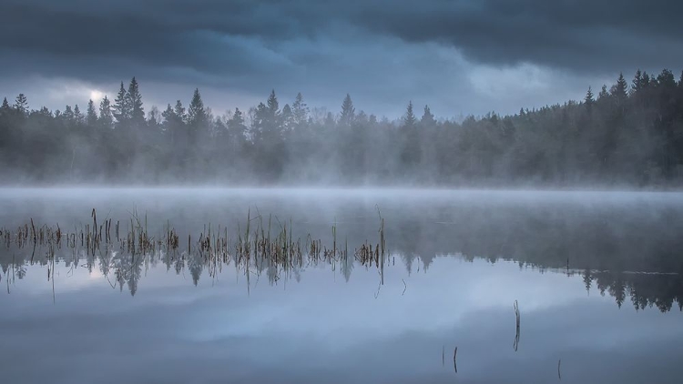 Picture of THE MORNING FOG