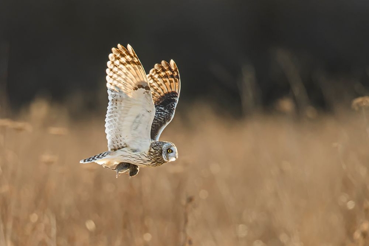 Picture of OWLS DINNER