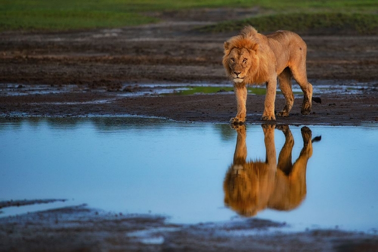 Picture of REFLECTIVE KING