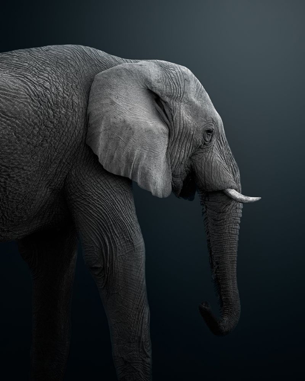 Picture of NAMIBIAN ELEPHANT