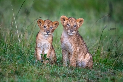 Picture of TWO RAIN-SOAKED LION CUBS